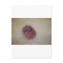 Baby Hedgehog Postcard