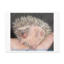Baby hedgehog Postcard by amjon1 Baby hedgehog Postcard