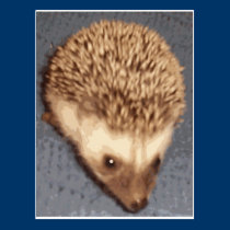 baby hedgehog postcards