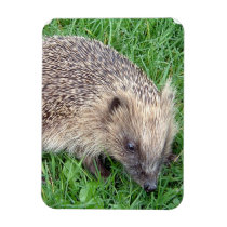 Baby Hedgehog Premium Magnet