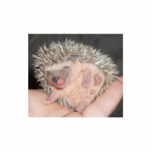 Baby Hedgehog Sculpture Cut Out