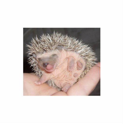 Baby Hedgehog Sculpture Cut Out