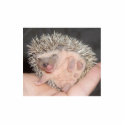 Baby Hedgehog Sculpture photo sculptures by amjon1 Baby Hedgehog Sculpture photo sculptures