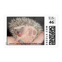 Baby Hedgehog Stamp by amjon1 Baby Hedgehog Stamp