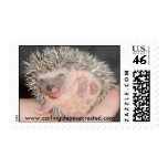 Baby Hedgehog Stamp