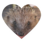 Baby Hedgehog Sticker