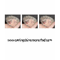 Baby Hedgehog T-Shirt by amjon1 Baby Hedgehog T-Shirt