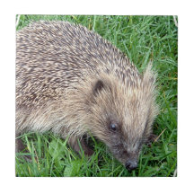 Baby Hedgehog Tile