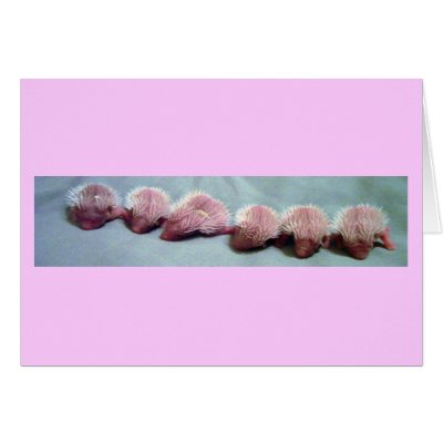 baby hedgehogs in a row greeting cards by nannyogg