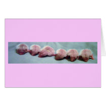 baby hedgehogs in a row cards by nannyogg baby hedgehogs in a row cards