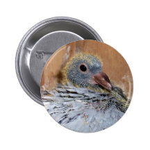 Baby Homing Pigeon Button