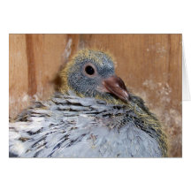 Baby Homing Pigeon Notecard
