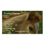 Baby Horse Business Card