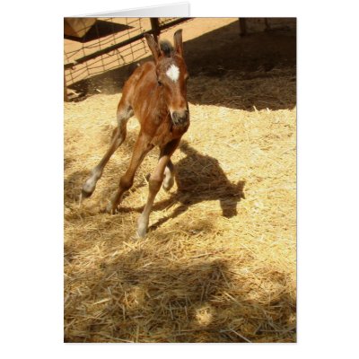 colt baby horse