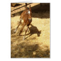 Baby Horse Colt Card by farmer77 Baby Horse Colt Card