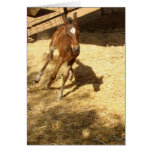 Baby Horse Colt Card