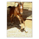 Baby Horse Colt Card