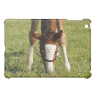 Baby horse foal grazing in pasture case for the iPad mini
