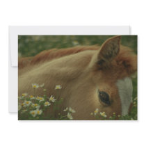 Baby Horse Invitation