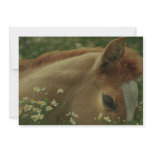 Baby Horse Invitation