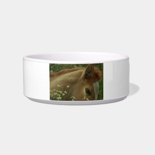 Baby Horse Pet Bowl Cat Bowl