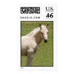 baby horse