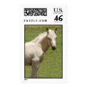 baby horse postage