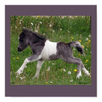 Baby Horse Poster posters by RookyStudios Baby Horse Poster posters