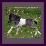 Baby Horse Poster #2