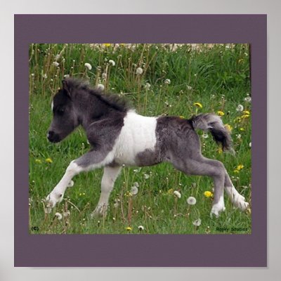 Baby Horse Poster #2 by RookyStudios. Photogragh of a newborn Mini Horse at 