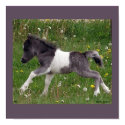 Baby Horse Poster #2 posters by RookyStudios Baby Horse Poster #2 posters