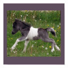 postcard - Photogragh of a newborn Mini Horse at her first frolick in the fields, designed as ready to hang or ready to frame.