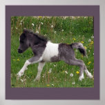 Baby Horse Poster #2