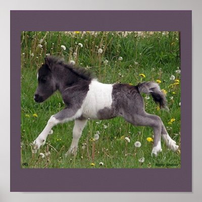 Baby Horse Poster #2 by RookyStudios