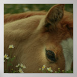 Baby Horse Print