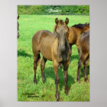 Baby Horses Print