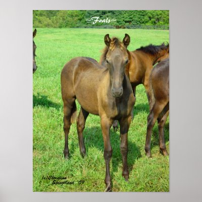 Baby Horses Print by TrailsThroughNature