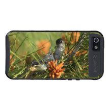 Baby Hummingbird Being Fed Cover For iPhone 5