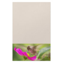Baby Hummingbird & Daisy Stationery