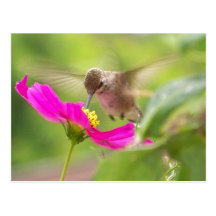 Baby Hummingbird Postcard