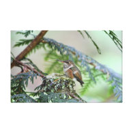 Baby Hummingbird Sticking Out Its Tongue Gallery Wrapped Canvas