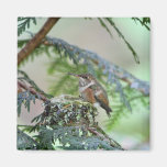 Baby Hummingbird Sticking Out Its Tongue Refrigerator Magnets
