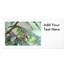 Baby Hummingbird Sticking Out Its Tongue Personalized Photo Card