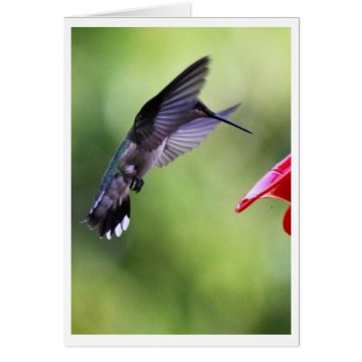 Baby Hummingbird Wizard Card by decallingham