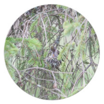 Baby Hummingbirds in a Nest Party Plates