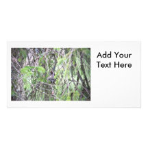 Baby Hummingbirds in a Nest Photo Cards