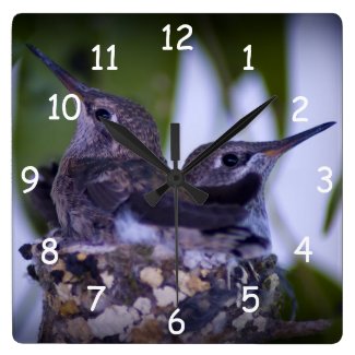 Baby Hummingbirds Square Wall Clocks