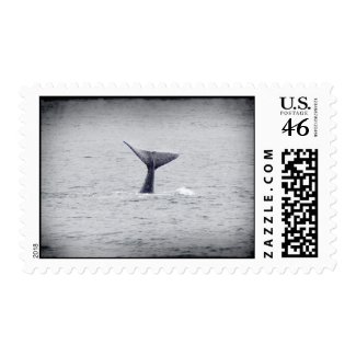 Baby Humpback Whale Stamp