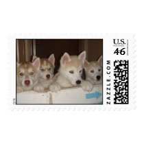 baby huskies postage by doggypups baby huskies postage