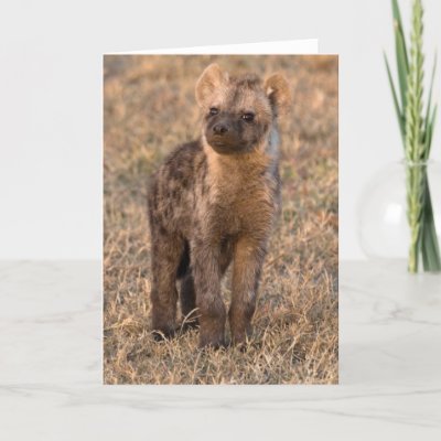 Hyena Baby